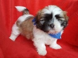 Male and female Lhasa Apso Puppies
