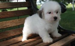 For Sale! Lhasa Apso puppies