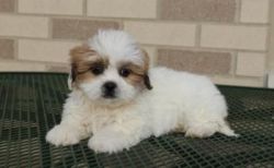Two Cute Lhasa Apso Puppies Available