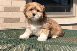 Marvelous Male and Female Lhasa Apso Puppies