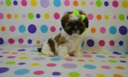 Adorable Akc Male& female Lhasa Apso Puppies For Sale .