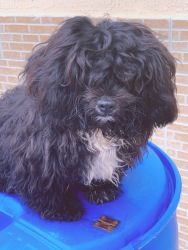 10 MONTHS OLD LHASA APSO FOR FREE ADOPTION