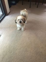 Male Lanza-apso puppy (almost a year old)