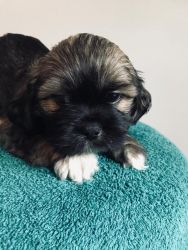 Adorable and fluffy Pure bred Lhasa Apso