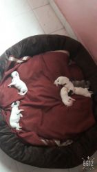 Cute lhasa apso puppies for sale
