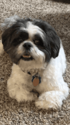 5 yr male Lhasa Apso looking for new family!
