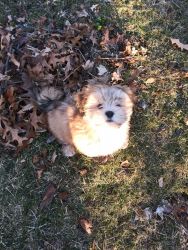 Selling Adorable Lhasa Apso Puppy