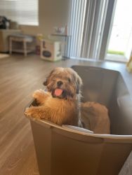 Registered Golden 5 month male Lhasa Apso
