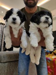 Lhasa apso puppy available in lot