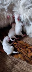 Lhasa apso puppies available