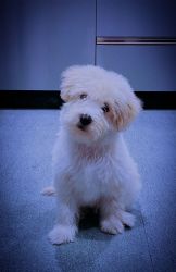 Lhasa apso puppy for sale