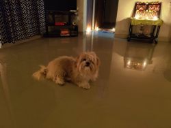 6 Months Lhasha Apso Breed Male well maintained and trained and vaccin