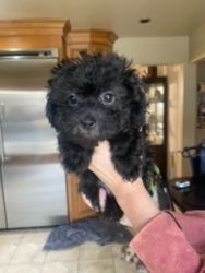 Lhasa Poo Gorgeous Pup For Sale