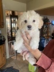 SOLD—Lhasa Poo Gorgeous Pup For Sale
