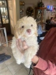 SOLD 2/6-Lhasa Poo Gorgeous Pup For Sale