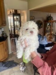 Lhasa Poo Gorgeous Pup For Sale