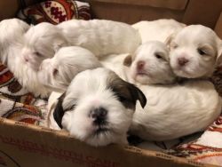 Litter of 6 need new homes