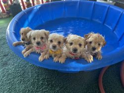 Adorable Lhasapoo Puppies SOLD