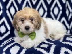 Carter-male Lhasapoo