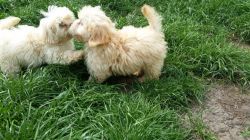 Lhasa Poo - Adorable Puppies - Ready Now