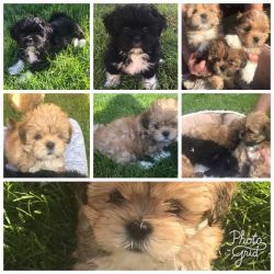 Beautiful pedigree Lhasa Apso puppies