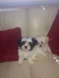 Lhasapoo puppies