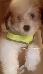 Lhasapoo puppy for sale