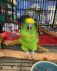 Liliac Crowned Amazon Parrot