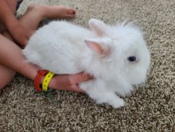 Female Lionhead Rabbit 11mo with Cage
