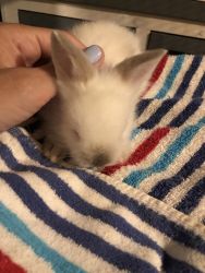 Bunnies looking for a forever home