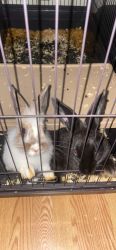2 bunnies for sale