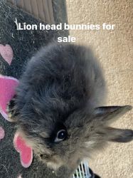 Lionhead for sale
