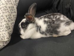 Young Bunny For Sale