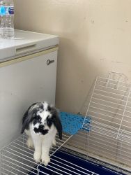 1 year old Bunny Needs Loving Home