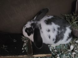 Male Lion-lop bunnies with hutch and supplies