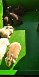 Lionhead rabbits