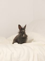 iso new home for adorable rabbit