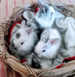 8 Week old Lion Head bunnies For Sale