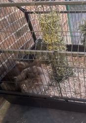 Selling a Brown/Gray Rabbit