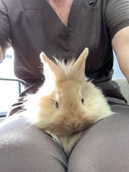 9 week old New Zealand/Lionhead mix to a good home