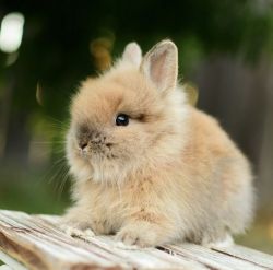 Cute baby bunnies!!