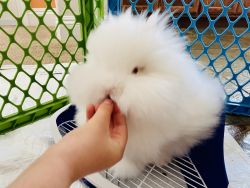 Lionhead double mane bunny for adoption