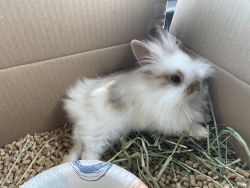 Miniature little bunny