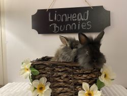 Lionhead bunnies for sale