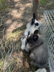 Looking for a rabbit lover to welcome some beautiful bunnies