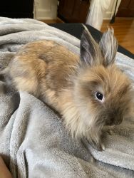 6 month old rabbit for sale