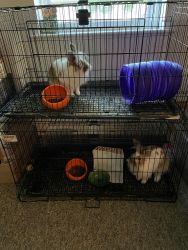 Rabbits and Cage