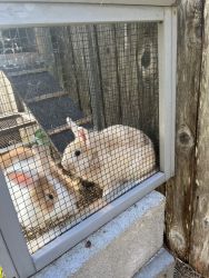 Two lion head rabbits for sale