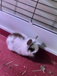 Bunnies for sale in Andover Illinois