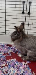 Pet Bunny for Sale